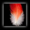 African Gray Parrot feather