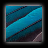 Blue Gold Macaw feather