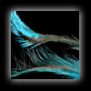 rhea feather